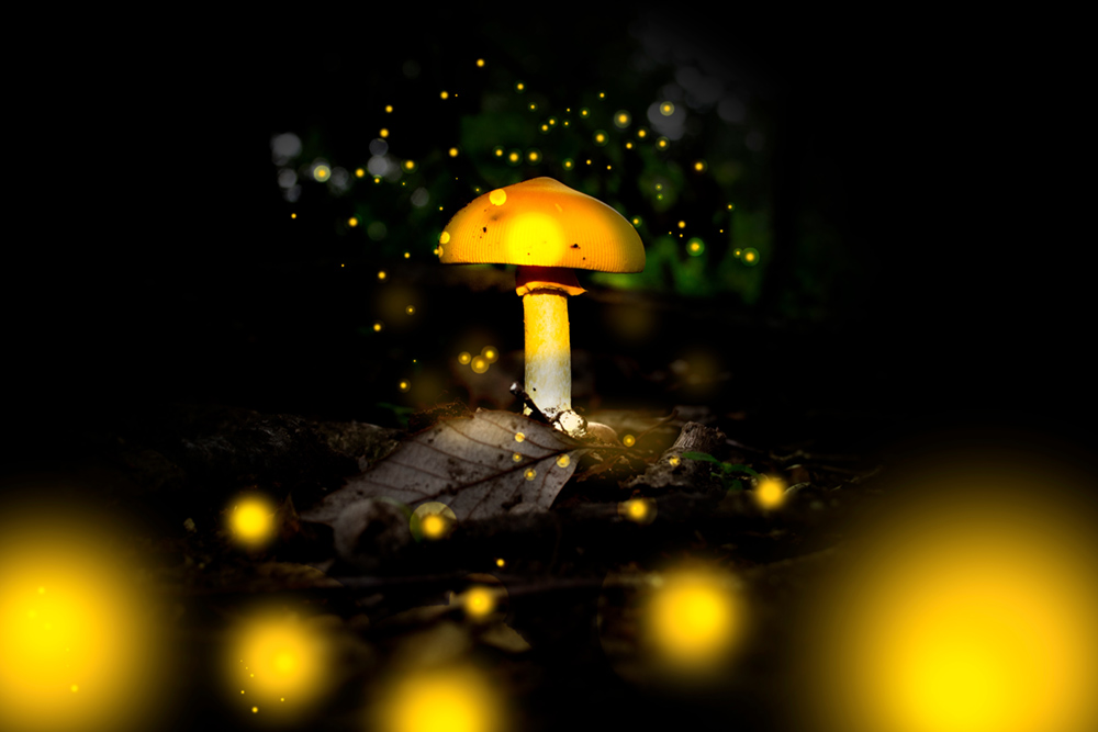 Mushroom at night glowing with fireflies all around and bright glowing lights in the foreground