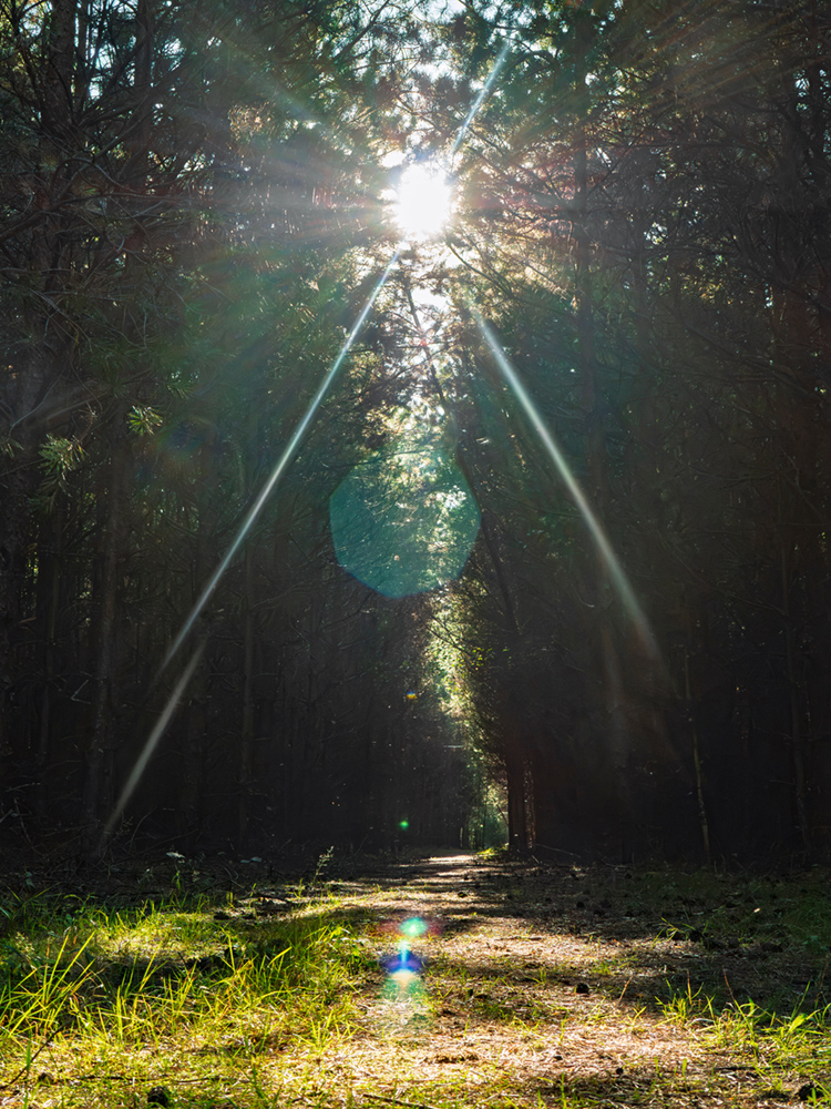 Sunlight bursting through dense pine forest canopy onto a path